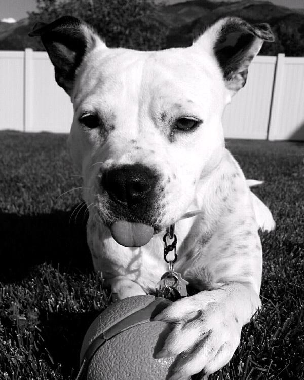 /Images/uploads/Humane Society of Utah/HSU2018/entries/4148thumb.jpg